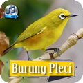 Suara Burung Pleci Mp3