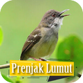 Suara Pikat Prenjak Gacor