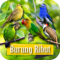 Suara Burung Ribut Pikat