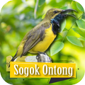 Suara Pikat Sogok Ontong
