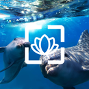 Beau Fond D'écran APK