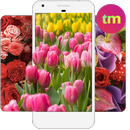 Fond d'Écran Fleurs APK