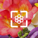 Fond d'Écran Fleurs APK