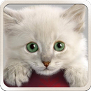 Cat HD Wallpapers Cute 2018 - Cool Cat Wallpaper APK