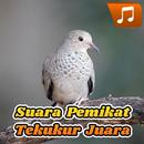 Masteran Perkutut Juara APK