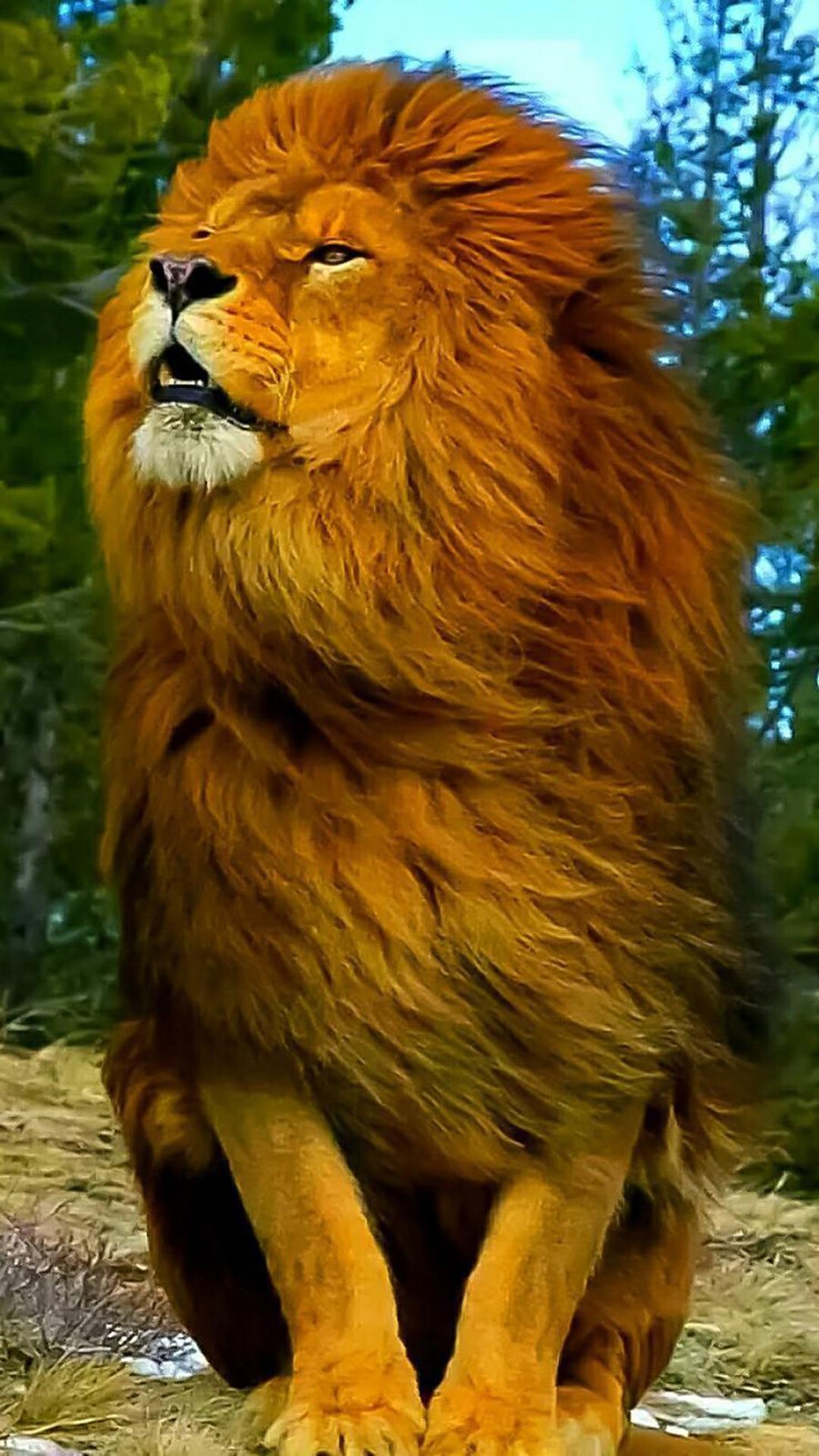 В мире животных 2024. Лев Лева Лион лёв. Сенегальский Лев. Гималайский карликовый Лев. Король Лев з.