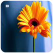 Nice Flowers Wallpapers icon