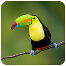 خلفيات الطيور HD APK