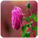 花の壁紙のHD APK