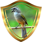 Baixar Cantos de Trinca Ferro Verdadeiro biểu tượng