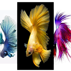 Betta Fish Wallpaper HD icono