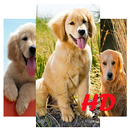 Golden Retriever Wallpaper HD APK