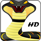 King Cobra Wallpapers HD icon
