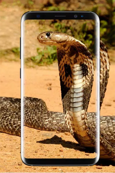 King Cobra Wallpapers HD APK for Android Download King Cobra Wallpapers HD APK for Android Download