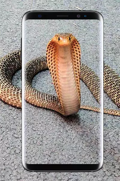 King Cobra Wallpapers HD APK for Android Download