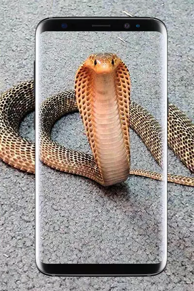 King Cobra Wallpapers HD APK for Android Download King Cobra Wallpapers HD APK for Android Download