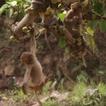 Amusing monkeys