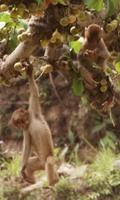 Singes amusants capture d'écran 1