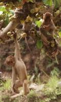 Singes amusants capture d'écran 2