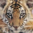 Los grandes felinos APK
