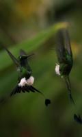 Graceful birds dance ภาพหน้าจอ 2