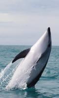 Graceful killer whale poster