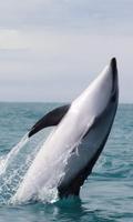 Graceful killer whale 截图 2