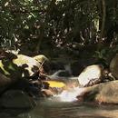 Forest brook APK