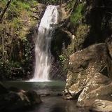 Forest waterfall