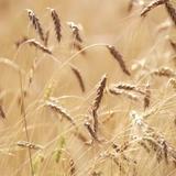 Live ears of wheat biểu tượng