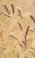 Live ears of wheat 포스터