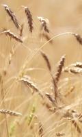 Live ears of wheat 截图 1