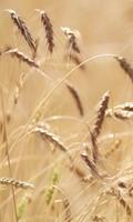Live ears of wheat capture d'écran 2