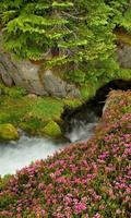 2 Schermata Mountain stream live wallpaper