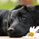 APK Reading dog live wallpaper