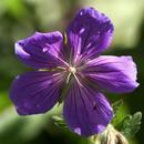 Volet flower live wallpaper aplikacja