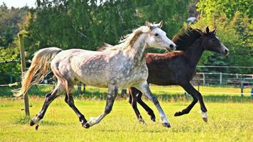 Poster Bellissimo Cavallo Puzzle