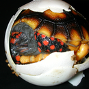 TORTOISE CARE 101 APK
