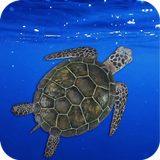 Tortoise Wallpaper HD 아이콘