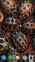 Tortoise Wallpaper HD скриншот 3