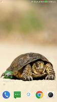Tortoise Wallpaper HD постер