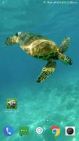 برنامه‌نما Tortoise Wallpaper HD عکس از صفحه