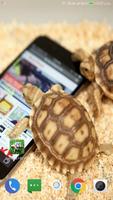 Tortoise Wallpaper HD скриншот 2