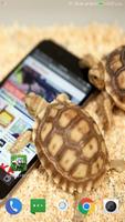 برنامه‌نما Tortoise Wallpaper HD عکس از صفحه