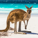 Australia’s Best: Travel Guide aplikacja