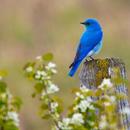 3D Bird Ringtones & Sounds APK