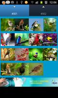 3D oiseaux Sonneries et sons Affiche