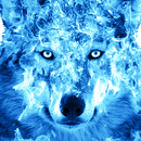 Ice Fire Wolf Wallpaper APK