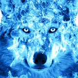 Hintergrundbilder Wolf