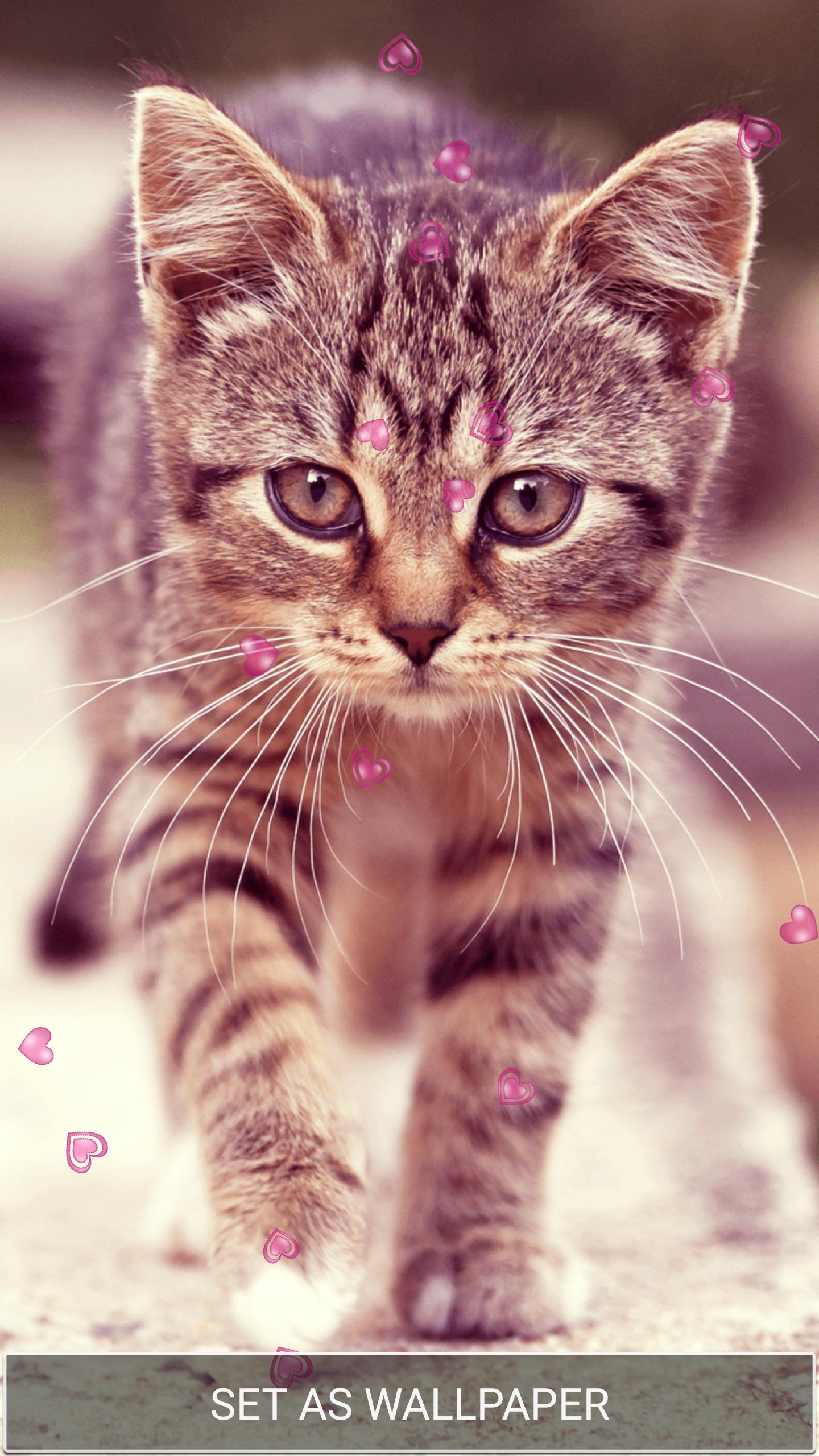 Anak Kucing Lucu Wallpaper For Android APK Download